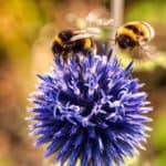 集めたい!そんな気持ちが止まらない!ディアゴスティーニにみるリピート獲得作戦