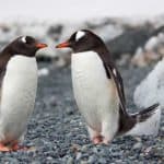 本当は怖い Google検索順位の番人 パンダとペンギン