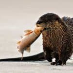 売上あげたければ！キャッチ＆リリース禁止！